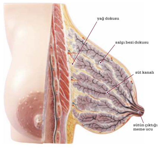 Emzirirken Memede Yara Neden Olur?
