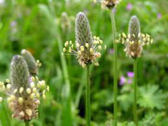 Yara Otu Özellikleri ve Faydaları Nelerdir?